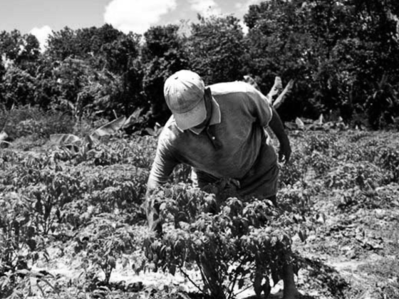 Black and white photo of farmer tending crops in a field, surrounded by vegetation under a partly cloudy sky