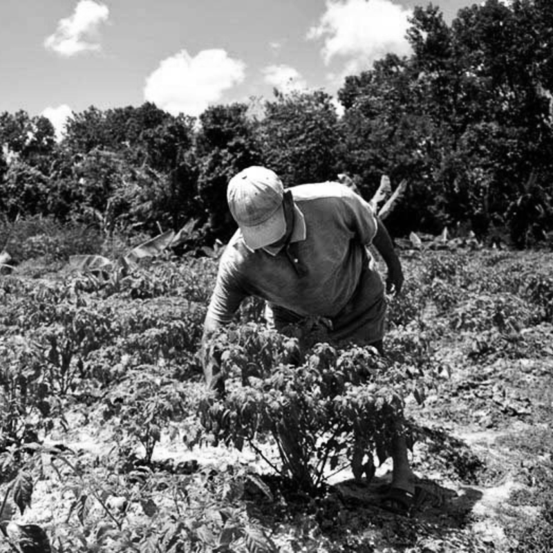 Black and white photo of farmer tending crops in a field, surrounded by vegetation under a partly cloudy sky